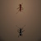The Ant Arena - Аркады Игра